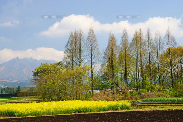杉 山の写真素材 ストックフォト アマナイメージズ