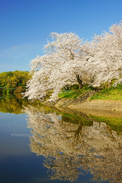 水面に映る桜 の写真素材 イラスト素材 アマナイメージズ