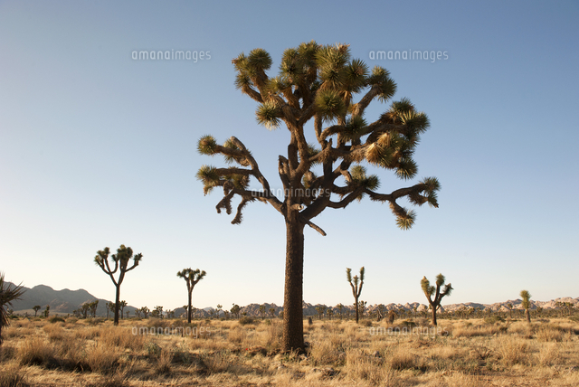 Joshua Tree Yucca Brevifolia Growing In Joshua Tree National Park California Usa の写真素材 イラスト素材 アマナイメージズ