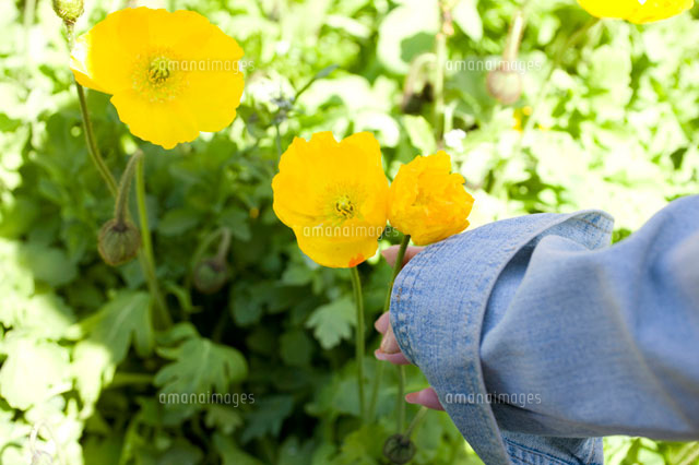 花に手を添える女性 の写真素材 イラスト素材 アマナイメージズ