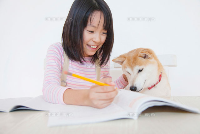 勉強をする女の子と見守る柴犬 の写真素材 イラスト素材 アマナイメージズ