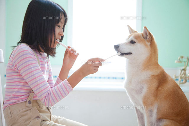 柴犬と歯磨きをする女の子 の写真素材 イラスト素材 アマナイメージズ