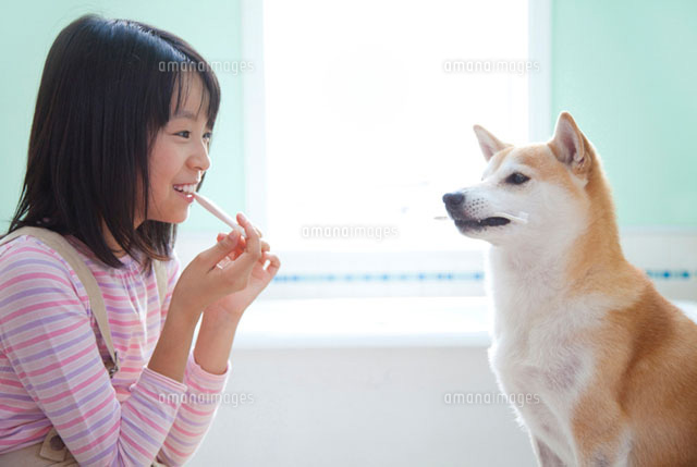 歯ブラシをくわえる柴犬と歯磨きをする女の子 の写真素材 イラスト素材 アマナイメージズ