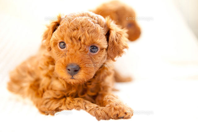 トイプードルの赤ちゃん2匹 の写真素材 イラスト素材 アマナイメージズ