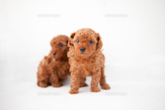 トイプードルの赤ちゃん2匹 の写真素材 イラスト素材 アマナイメージズ