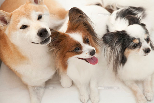 柴犬とパピヨン2匹 の写真素材 イラスト素材 アマナイメージズ
