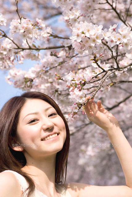 日本画 桜の枝を持つ女性 日本画 桜の枝を持つ女性（桜の枝に触れる女性[11032006154]の