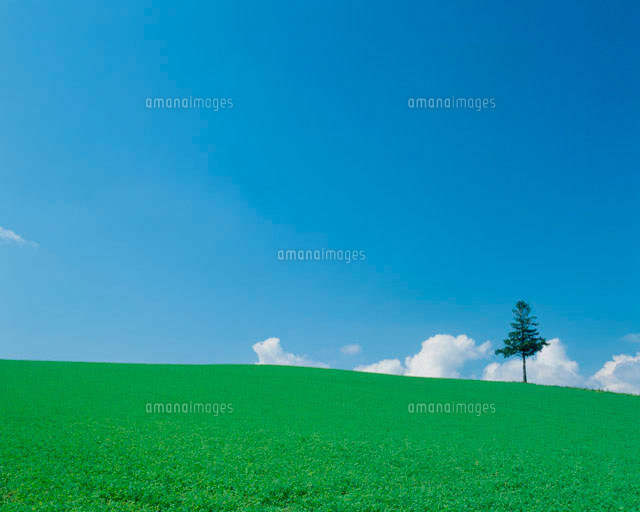 高原の木と青空 の写真素材 イラスト素材 アマナイメージズ