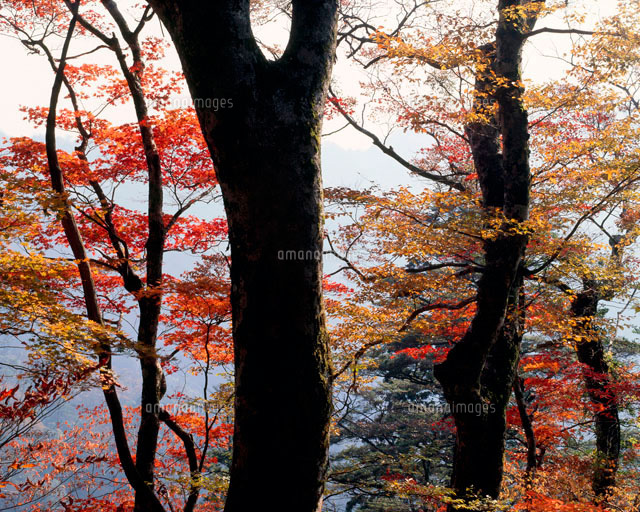 紅葉と樹の幹 の写真素材 イラスト素材 アマナイメージズ