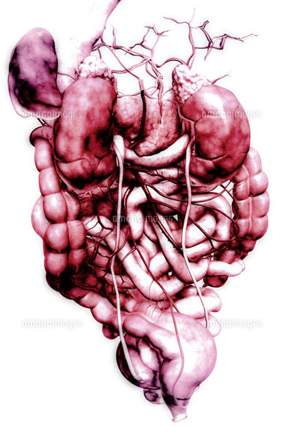 Digestive System の写真素材 イラスト素材 アマナイメージズ