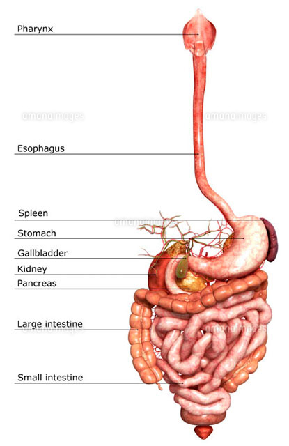 Digestive System の写真素材 イラスト素材 アマナイメージズ