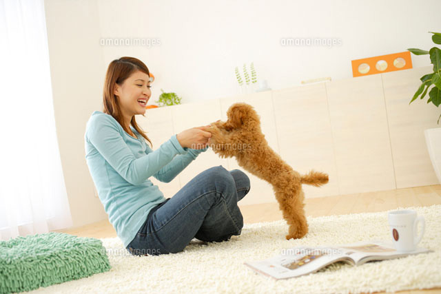 リビングで犬と遊ぶ代女性 の写真素材 イラスト素材 アマナイメージズ