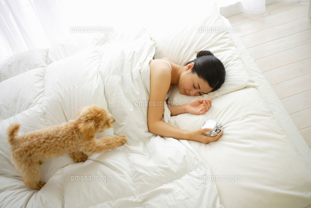 ベッドで眠る女性とトイプードル の写真素材 イラスト素材 アマナイメージズ