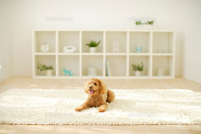 トイプードル 犬のいる生活 の写真素材 イラスト素材 アマナイメージズ