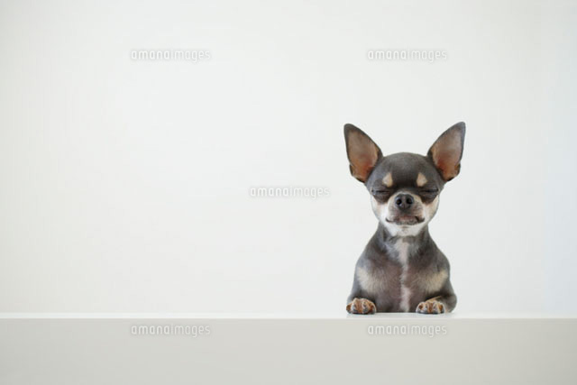 目を細めるチワワ の写真素材 イラスト素材 アマナイメージズ