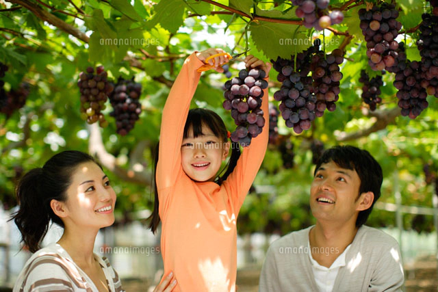 ぶどう狩りを楽しむ親子 の写真素材 イラスト素材 アマナイメージズ