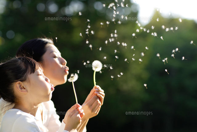 タンポポの綿毛を飛ばす女の子とお母さん の写真素材 イラスト素材 アマナイメージズ