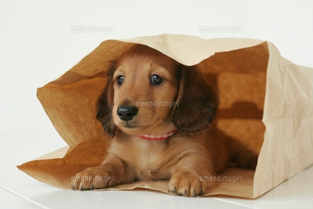 紙袋に入る可愛い子犬 の写真素材 イラスト素材 アマナイメージズ