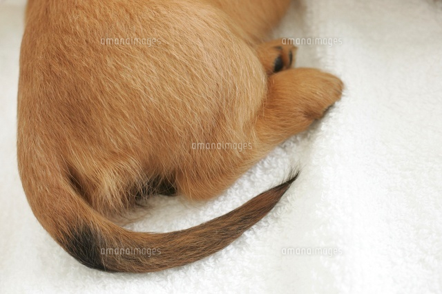 可愛い子犬のおしりとしっぽ の写真素材 イラスト素材 アマナイメージズ