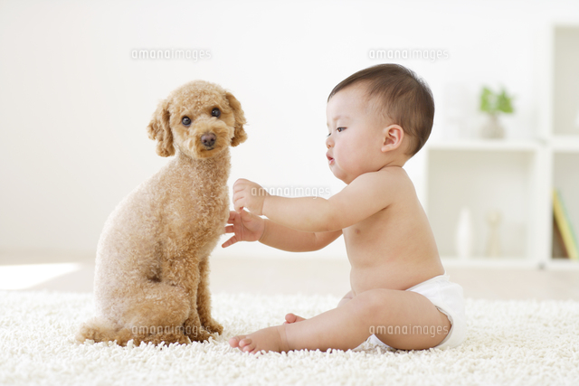トイプードルと遊ぶ裸の赤ちゃん の写真素材 イラスト素材 アマナイメージズ