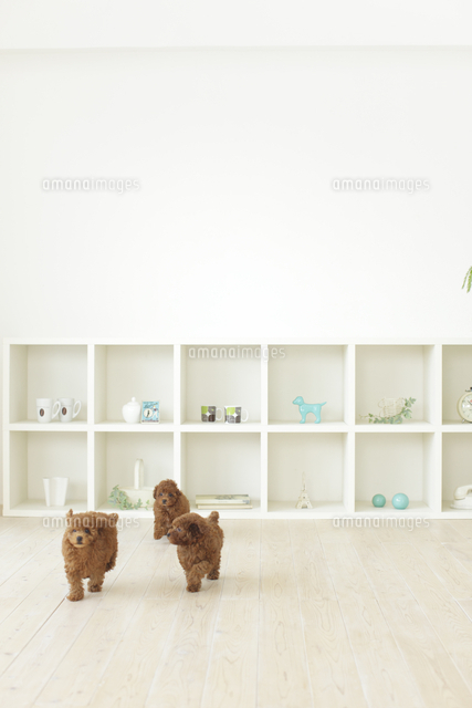 リビングルームを元気に走る子犬の背景素材 の写真素材 イラスト素材 アマナイメージズ