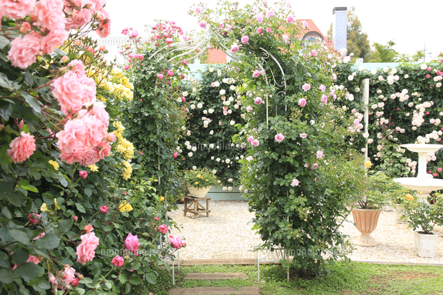 満開のバラのアーチ の写真素材 イラスト素材 アマナイメージズ