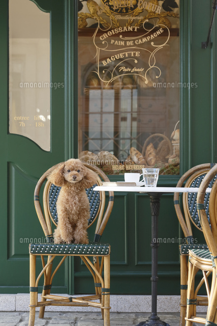 ヨーロッパイメージのおしゃれな街並みとプードル の写真素材 イラスト素材 アマナイメージズ