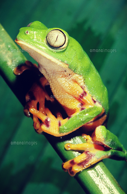 Green Frog Sitting On A Green Vine Shoot の写真素材 イラスト素材 アマナイメージズ