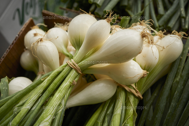Bundles of spring onions[11047045423]の写真素材・イラスト素材｜アマナイメージズ
