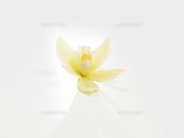 Vanilla Blossom On A White Background の写真素材 イラスト素材 アマナイメージズ
