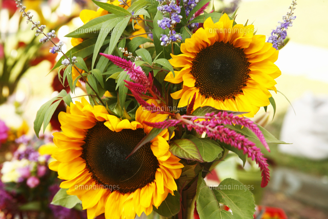 Organic Sunflower Bouquet At A Farmers Market の写真素材 イラスト 素材 アマナイメージズ