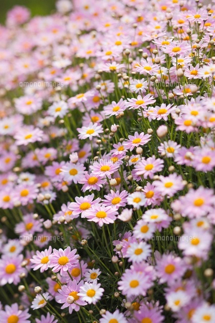 マーガレットの花畑[11066000342]の写真・イラスト素材｜アマナイメージズ