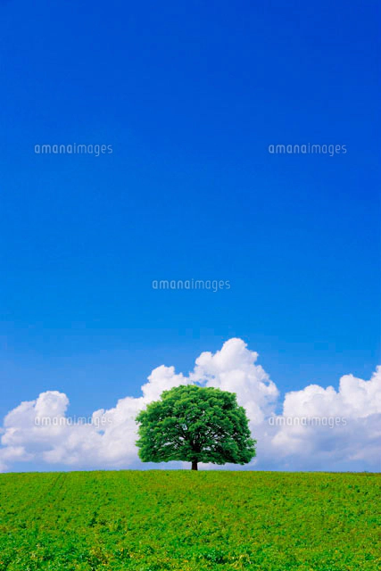 青空の草原に立つ一本の木[11067000013]の写真・イラスト素材｜アマナ