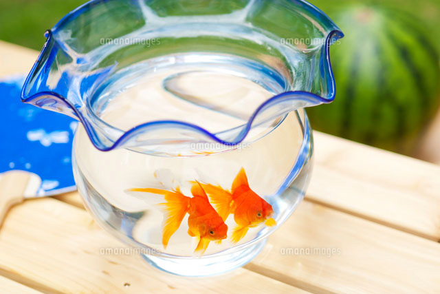 金魚蜂の中の金魚[11067000167]の写真・イラスト素材｜アマナイメージズ