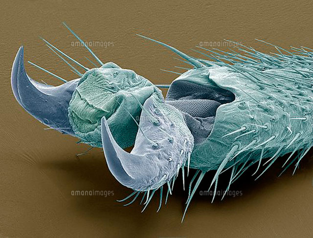 Stick insect foot，SEM[11068005060]の写真素材・イラスト素材｜アマナイメージズ