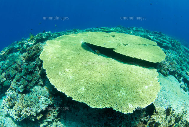 テーブルサンゴ 慶良間諸島のテーブルサンゴ[11069003254]の写真・イラスト素材