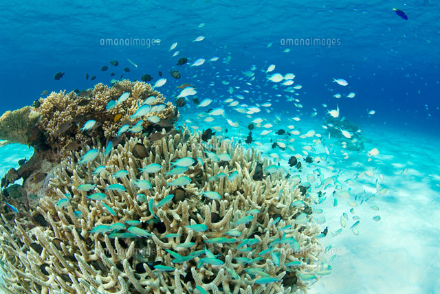 慶良間諸島のサンゴ礁と熱帯魚 の写真素材 イラスト素材 アマナイメージズ