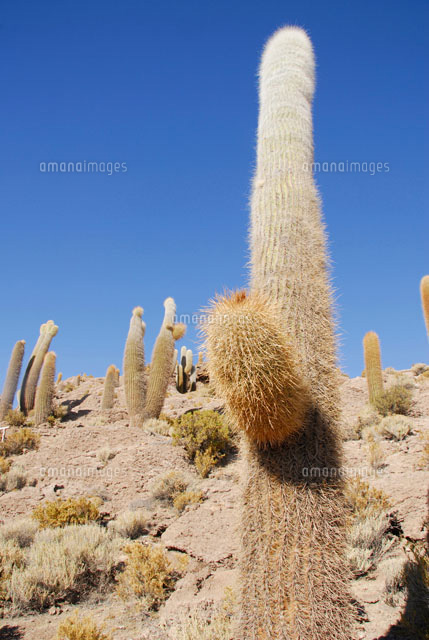 荒野に育つサボテン[11069004476]の写真素材・イラスト素材｜アマナ 