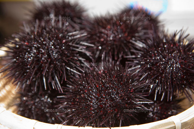 大量のウニ の写真素材 イラスト素材 アマナイメージズ