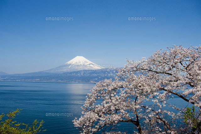 西伊豆江梨から見た駿河湾越の富士山と桜[11069006445]の写真