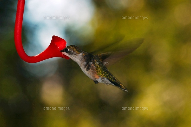 蜜を吸うノドアカハチドリ の写真素材 イラスト素材 アマナイメージズ