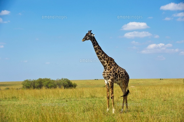 草原にたたずむキリン の写真素材 イラスト素材 アマナイメージズ