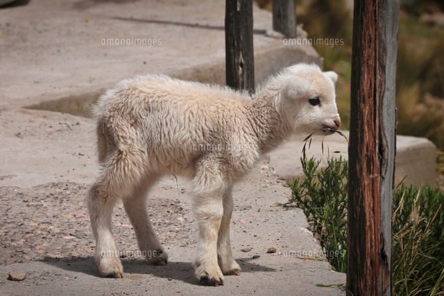 リャマの子供 の写真素材 イラスト素材 アマナイメージズ