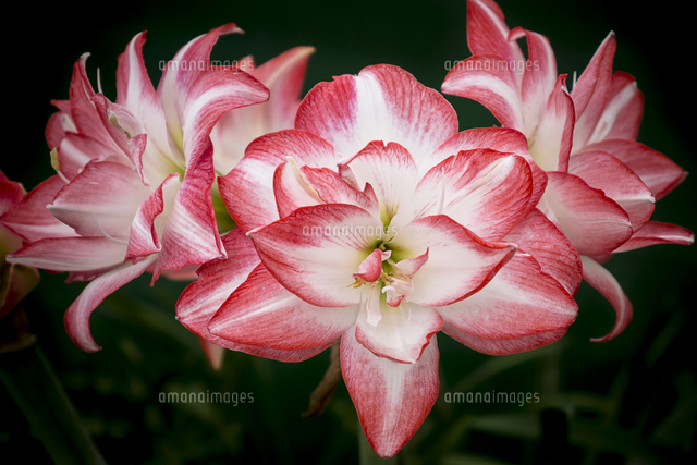 アジアティックハイブリッド の写真素材 イラスト素材 アマナイメージズ