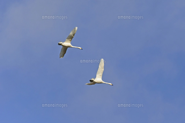 空をイメージする鳥 第1651回 架空の鳥 ⑵｜翆野 大地