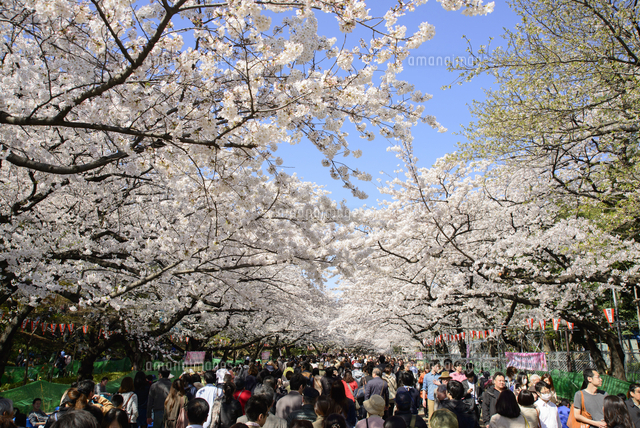 上野公園の桜 の写真素材 イラスト素材 アマナイメージズ