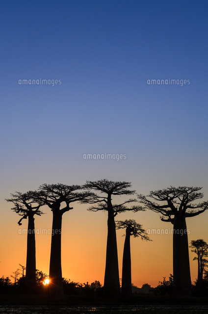バオバブの木の風景画 バオバブの木の風景画 バオバブの木の