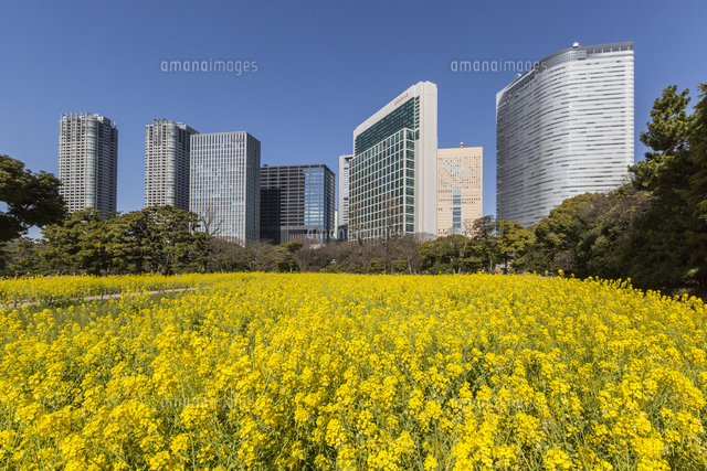 浜離宮恩賜庭園 花畑 東京都 中央区 の写真素材 イラスト素材 アマナイメージズ