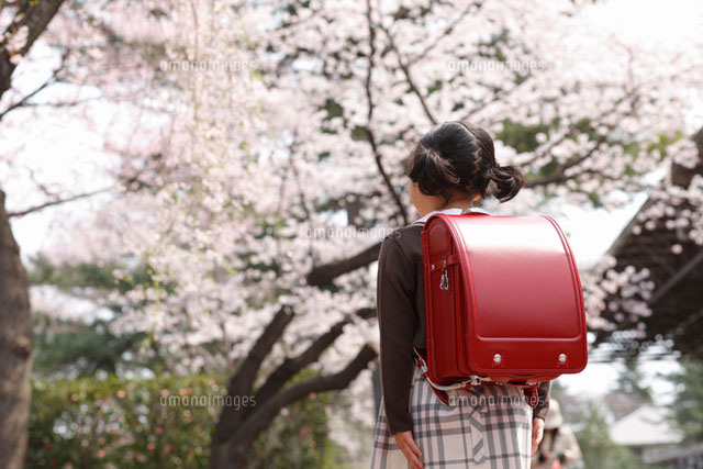 桜を見上げる新入学の女の子後姿 の写真素材 イラスト素材 アマナイメージズ