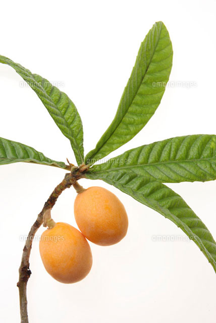 ビワの実 の写真素材 イラスト素材 アマナイメージズ